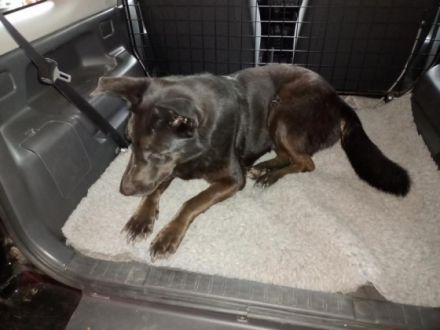 Nora, schwarze Schönheit sucht neues Zuhause