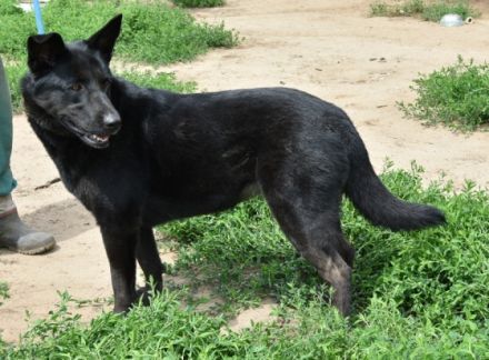 Nora, schwarze Schönheit sucht neues Zuhause