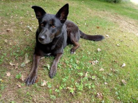 Nora, schwarze Schönheit sucht neues Zuhause