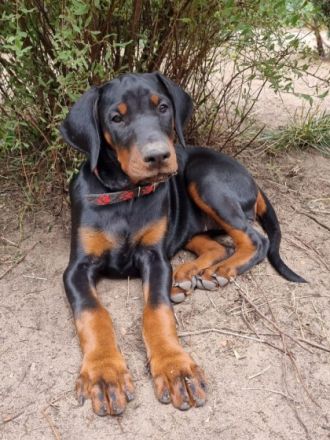 Unsere Babys sind am 29.4 22 geboren. Es sind 4 Rüden