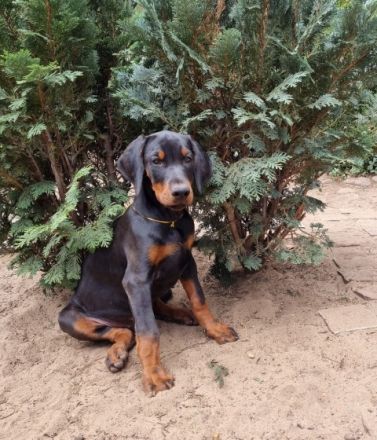 Unsere Babys sind am 29.4 22 geboren. Es sind 4 Rüden