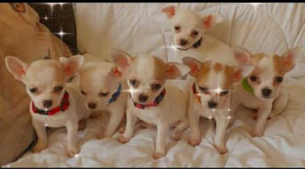 Die kleinen Chihuahua Welpen suchen ein neues,