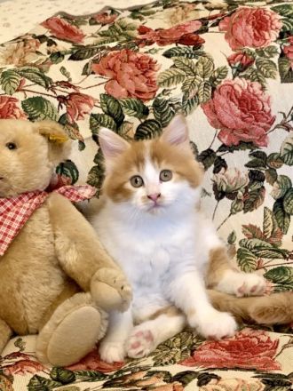 4 SüßeMaine-Coon Mix Babies zu verkaufen. Sie gehen
