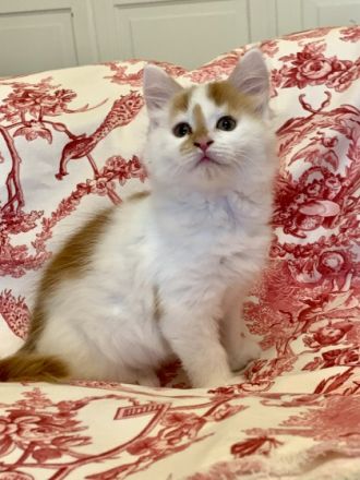 4 SüßeMaine-Coon Mix Babies zu verkaufen. Sie gehen