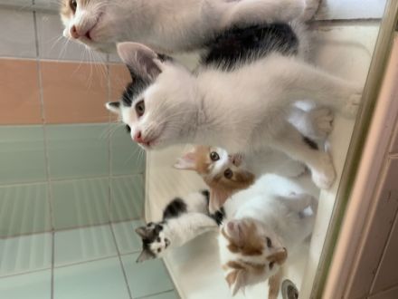 4 SüßeMaine-Coon Mix Babies zu verkaufen. Sie gehen