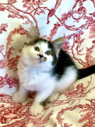 4 SüßeMaine-Coon Mix Babies zu verkaufen. Sie gehen