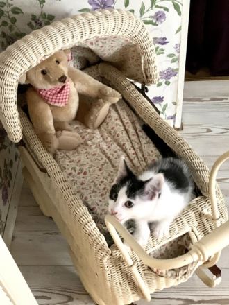 4 SüßeMaine-Coon Mix Babies zu verkaufen. Sie gehen