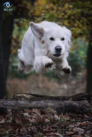 Bennet vom Löwenhof