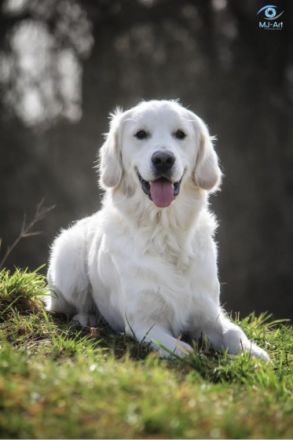 Bennet vom Löwenhof