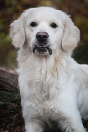 Bennet vom Löwenhof