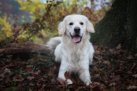 Bennet vom Löwenhof