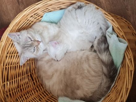 Das ganz besondere Kätzchen :) Katze mal gelockt?