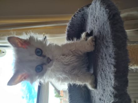 Das ganz besondere Kätzchen :) Katze mal gelockt?