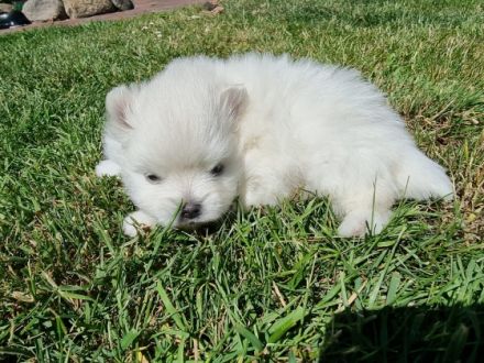 Huhu, Meine Hündin hat am 26.05.2022 wunderschöne