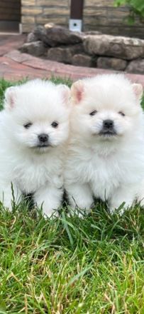 Huhu, Meine Hündin hat am 26.05.2022 wunderschöne