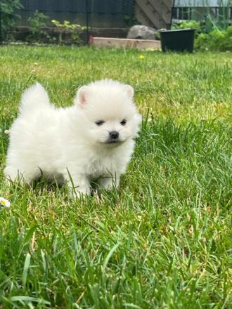 Huhu, Meine Hündin hat am 26.05.2022 wunderschöne