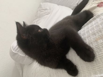 Hallo, unsere Bkh Kitten sind nun abgabebereit. Sie