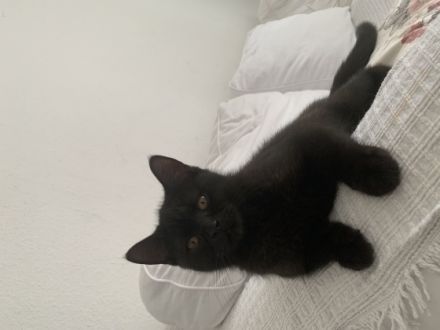 Hallo, unsere Bkh Kitten sind nun abgabebereit. Sie