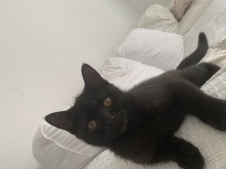 Hallo, unsere Bkh Kitten sind nun abgabebereit. Sie