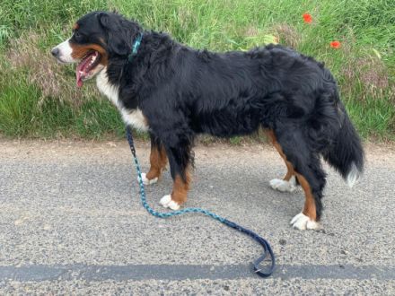 Meine Brinja hat am 04.07.2022 sechs Welpen bekommen.