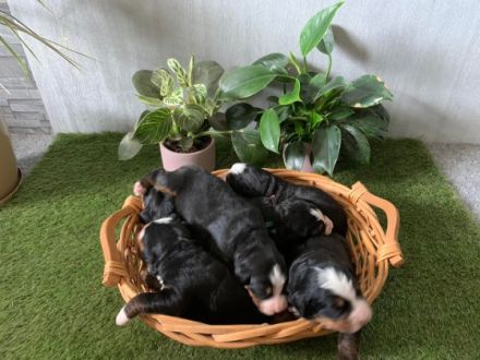 Meine Brinja hat am 04.07.2022 sechs Welpen bekommen.