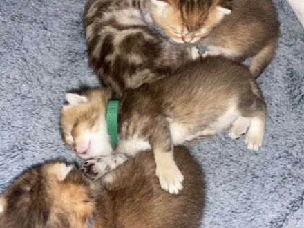 Schönen guten Tag, unsere Damen haben Nachwuchs