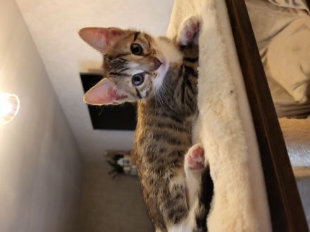 Hallo wir vergeben kleine Bengal Mix Kätzchen....Sie