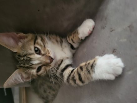 Hallo wir vergeben kleine Bengal Mix Kätzchen....Sie