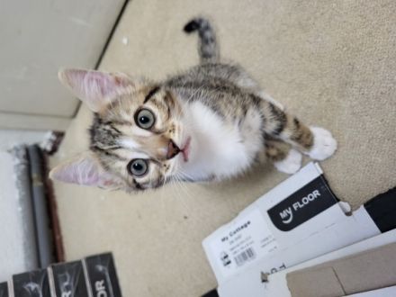 Hallo wir vergeben kleine Bengal Mix Kätzchen....Sie