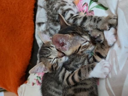 Hallo wir vergeben kleine Bengal Mix Kätzchen....Sie