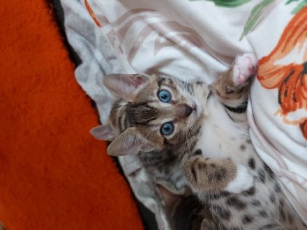 Hallo wir vergeben kleine Bengal Mix Kätzchen....Sie