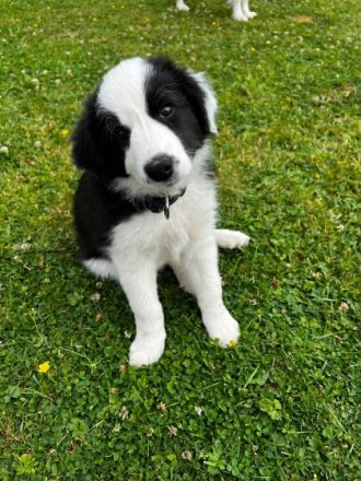 Am 16.05. sind unsere Border Collie Welpen zur Welt