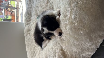 Am 16.05. sind unsere Border Collie Welpen zur Welt