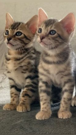 Sechs wunderschöne Kätzchen suchen ein liebes Zuhause.