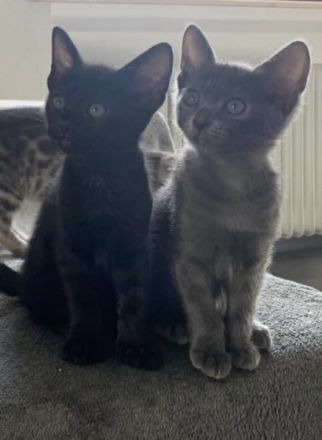 Sechs wunderschöne Kätzchen suchen ein liebes Zuhause.