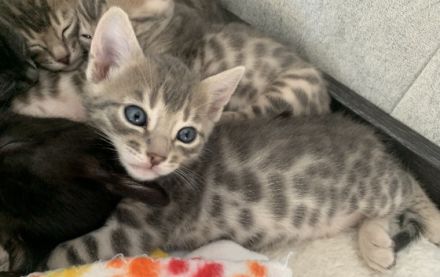 Sechs wunderschöne Kätzchen suchen ein liebes Zuhause.