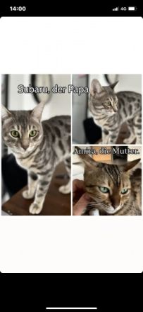 Sechs wunderschöne Kätzchen suchen ein liebes Zuhause.