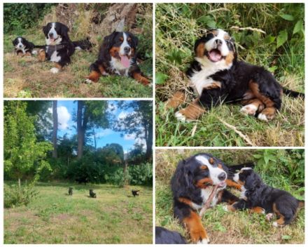 ZWEI RÜDEN suchen noch ein Zuhause. Hallo liebe Berner