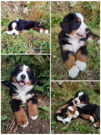 ZWEI RÜDEN suchen noch ein Zuhause. Hallo liebe Berner