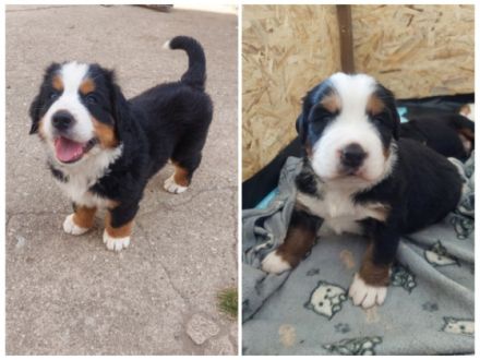 ZWEI RÜDEN suchen noch ein Zuhause. Hallo liebe Berner