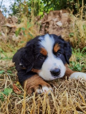 ZWEI RÜDEN suchen noch ein Zuhause. Hallo liebe Berner