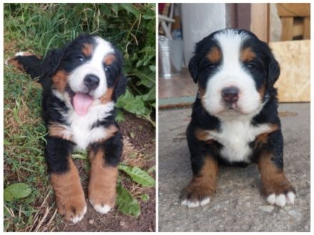 ZWEI RÜDEN suchen noch ein Zuhause. Hallo liebe Berner