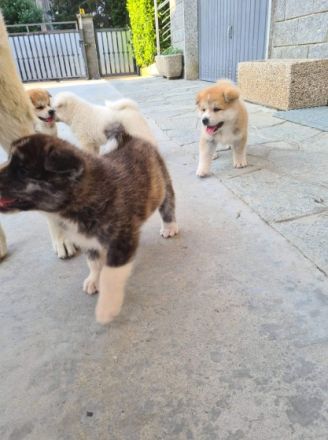 Akita Inu, Welpen