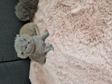 Hallo zusammen! Unsere Lali hat 4 Babys gebracht. 1