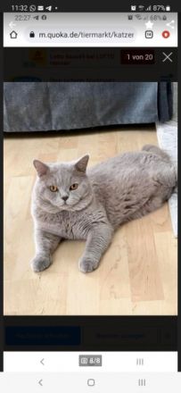 Hallo zusammen! Unsere Lali hat 4 Babys gebracht. 1