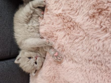 Hallo zusammen! Unsere Lali hat 4 Babys gebracht. 1