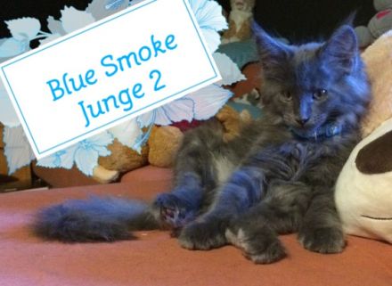 ❣️Babykatzen, Maine Coon Kitties *Blue Smoke*❣️ Wir