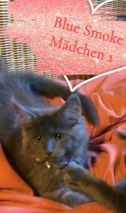 ❣️Babykatzen, Maine Coon Kitties *Blue Smoke*❣️ Wir