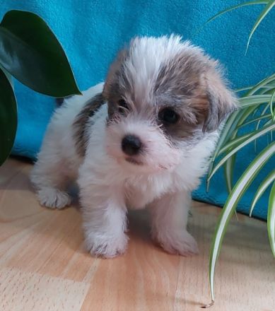 Unsere kleinen Fellnasen haben am 02.06.22 das Licht