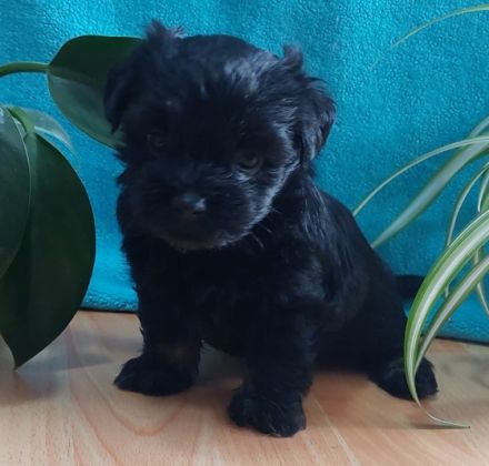 Unsere kleinen Fellnasen haben am 02.06.22 das Licht